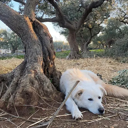 Lägenhet Vitto Martina Franca