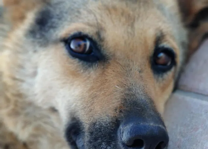 公寓 Vitto 马丁纳弗兰卡