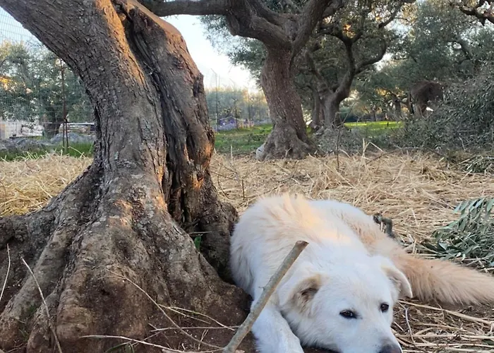 아파트 Vitto 마르티나프란카